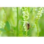 Southwest Semi-Arid Steppe Honey Bee Pasture Mix-3347