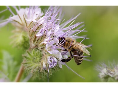 Southwest Desert Honey Bee Pasture Mix-3339