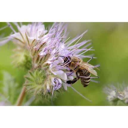 Southwest Desert Honey Bee Pasture Mix-3339