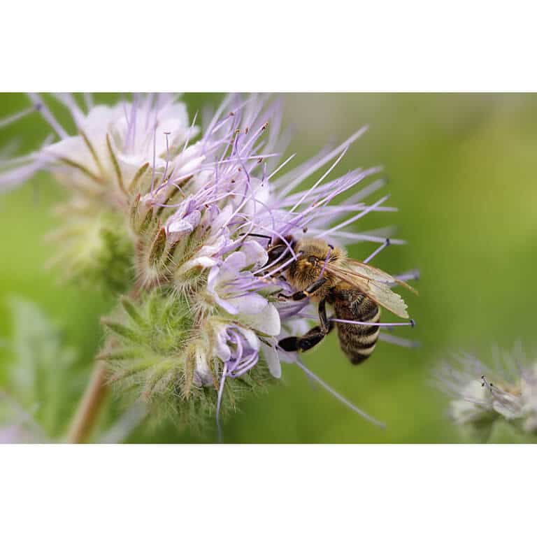 Southwest Desert Honey Bee Pasture Mix-3339
