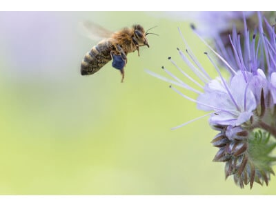 Southwest Transitional Honey Bee Pasture Mix-3355