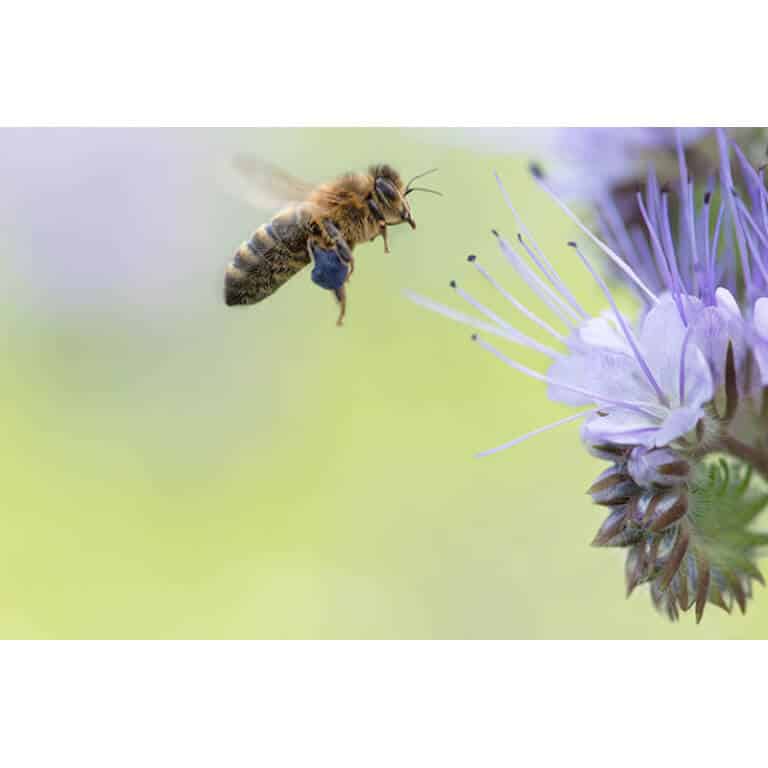 Southwest Transitional Honey Bee Pasture Mix-3355