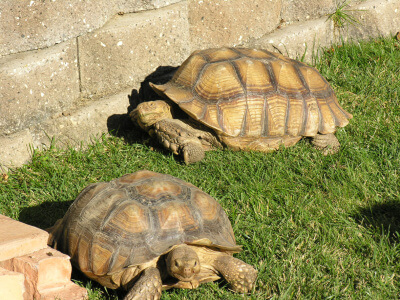 Tortoise Forage Mix-3251