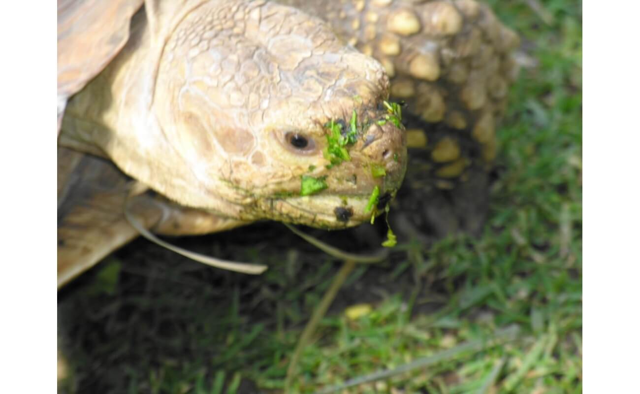 Tortoise Forage Mix-3250