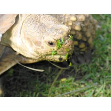 Tortoise Forage Mix-3250