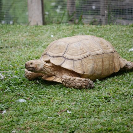 Big Sulcata tortoise with the scientific name Centrochelys sulcata, nicknamed the African Spurred Tortoise.