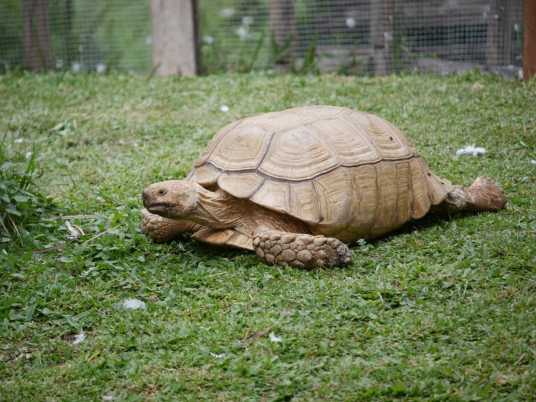 Big Sulcata tortoise with the scientific name Centrochelys sulcata, nicknamed the African Spurred Tortoise.