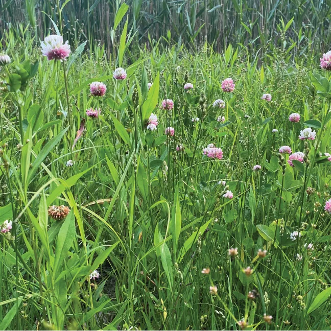 Alsike Clover Field
