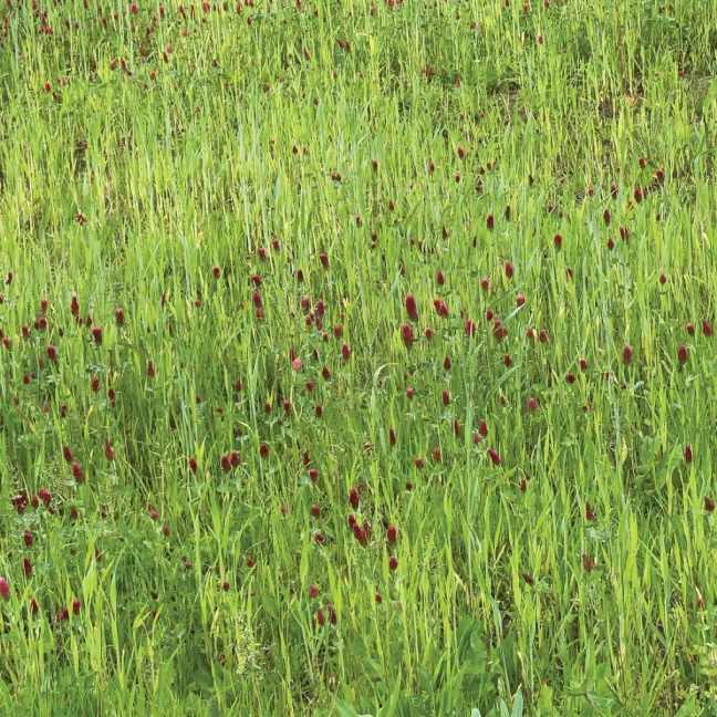 Clover Planting Guide