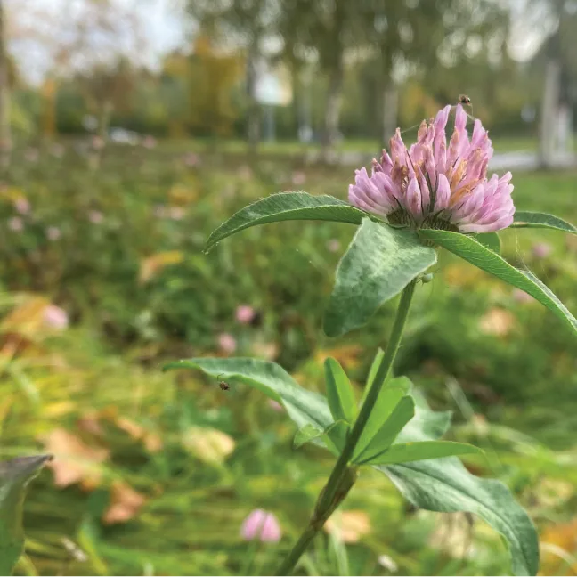 Red Clover Field