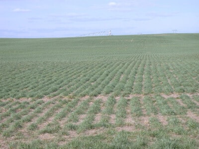 Crested Wheatgrass-2013