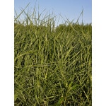 Tall Wheatgrass-2325