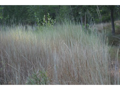 Intermediate Wheatgrass-2125