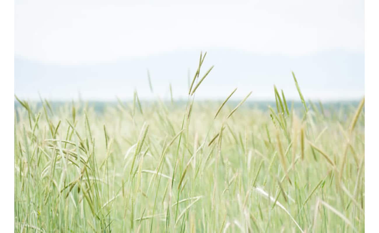 Slender Wheatgrass-2261