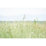 Slender Wheatgrass-2261