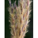 Sand Bluestem-2221