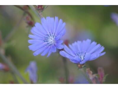 Forage Chicory-2045