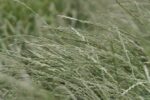 Perennial Ryegrass-2181
