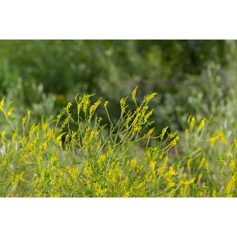 Yellow Sweet Clover-2437