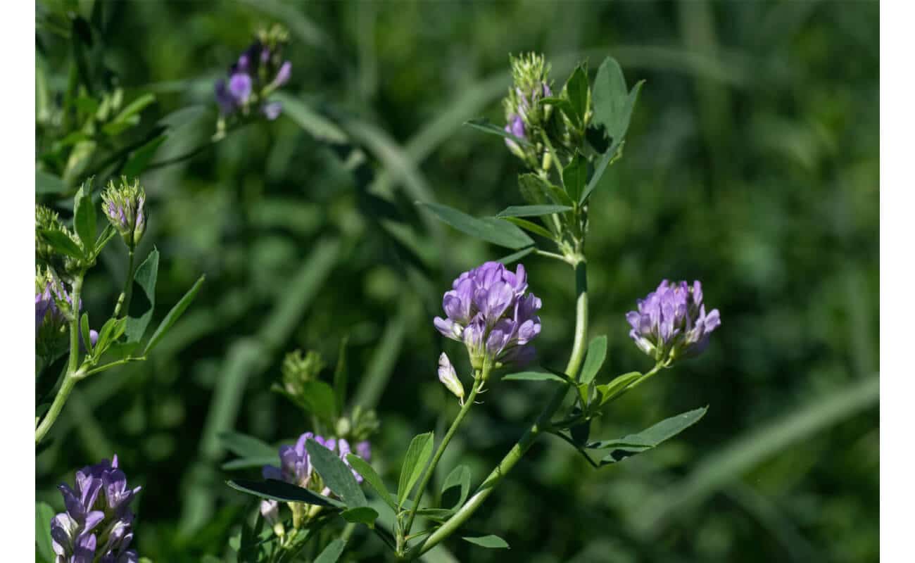 Purple alfalfa plant