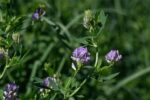 Purple alfalfa plant