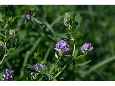 Purple alfalfa plant
