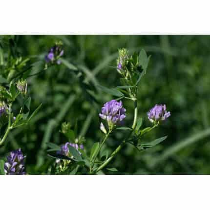 Purple alfalfa plant
