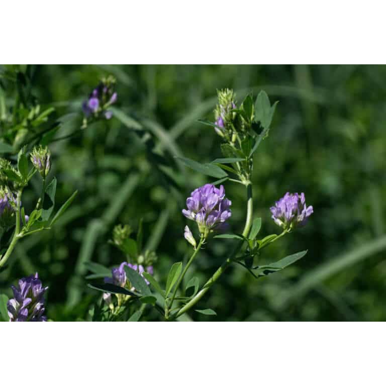 Purple alfalfa plant