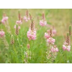 Sainfoin-2213