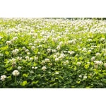 White Clover-2397