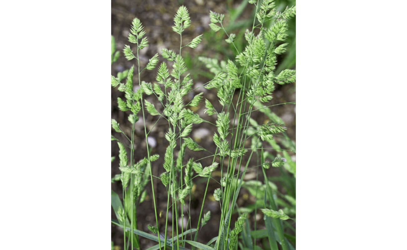 Orchard Grass Seed-5077