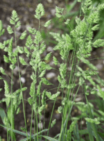 Orchard Grass Seed-5077
