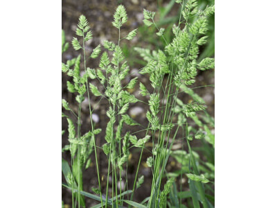 Orchard Grass Seed-5077