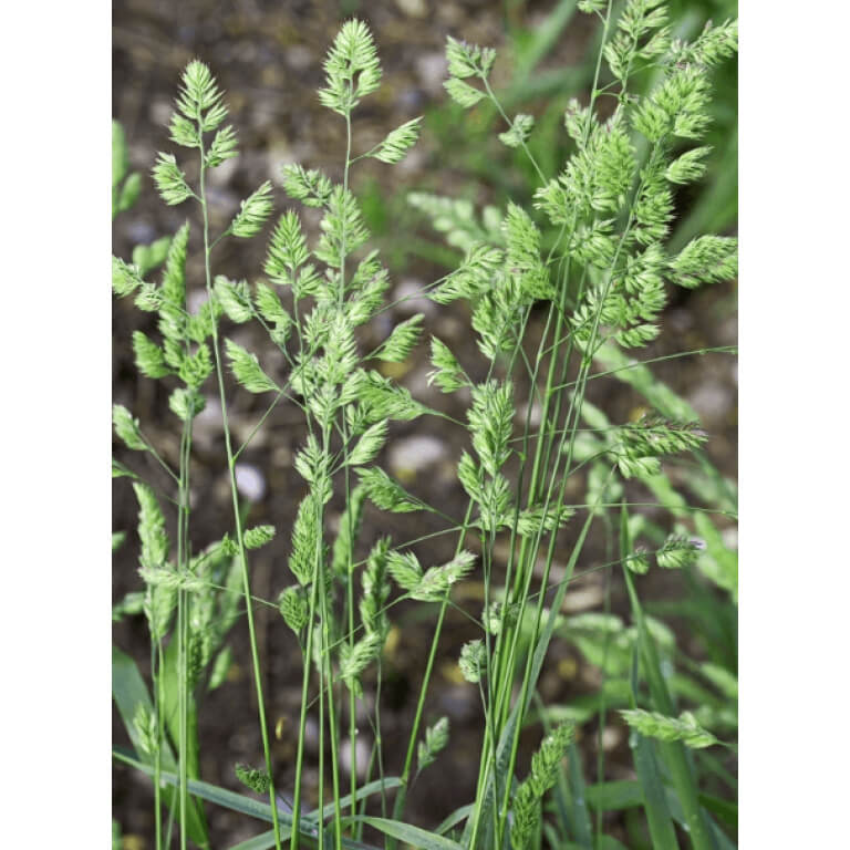 Orchard Grass Seed-5077