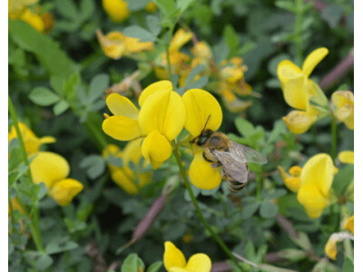 Birdsfoot Trefoil-5100