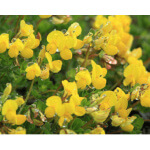 Birdsfoot Trefoil-5101