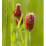 Crimson Clover-5128