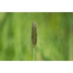 Creeping Foxtail-5126