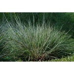 Little Bluestem-5016