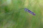 Blue Grama-5001