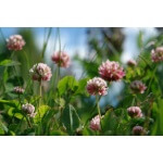 Alsike Clover-5119