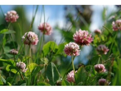 Alsike Clover-5119