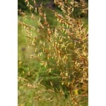 Indiangrass-5038