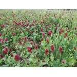 Crimson Clover-5129