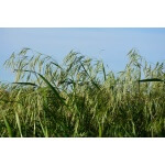 Smooth Brome-4677