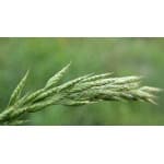 Meadow Brome-4674