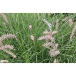 Little Bluestem-5047