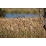 Big Bluestem-5124