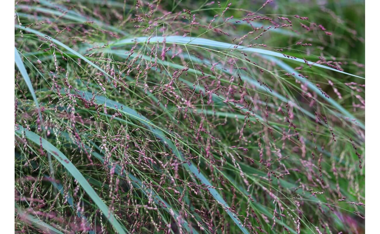 Switchgrass-5044