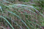 Switchgrass-5044